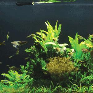 Aquarium rimless bio glass 700. Aneka Desain Aquascape Terbaik - Panduan & Cara Bertanam