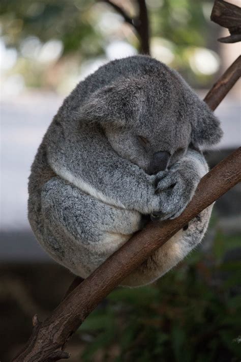 Free Stock Photo Of Cute Koala Sleeping