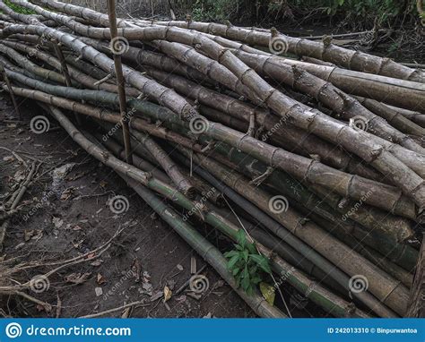 Pile Of Bamboo Trees That Have Been Cut Down Stock Photo Image Of
