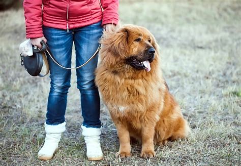 Tibetan Mastiff Breed Information Metlife Pet Insurance