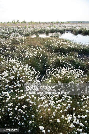 Harestail Cottongrass Large Stand Of Seed Heads At The Edge Of A Bog