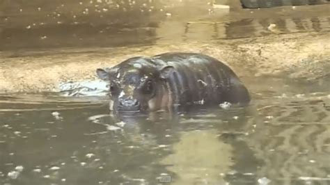 Cute Pygmy Hippo Baby Learns To Swim Swimmers Daily