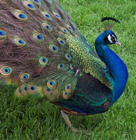 Peacock India Blue Black Shoulder Peacock And Peahen Indian Peacock