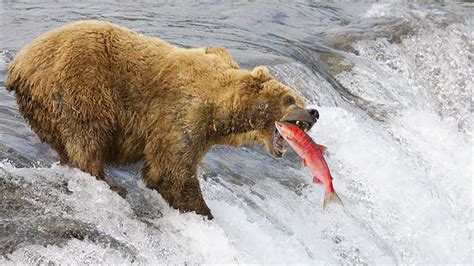 How Grizzly Bear Catching Fish Discovery Animal Planet