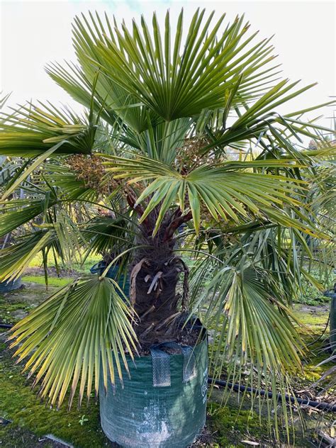 Trachycarpus Fortunei Chinese Windmill Palms 100l Palm World Nursery