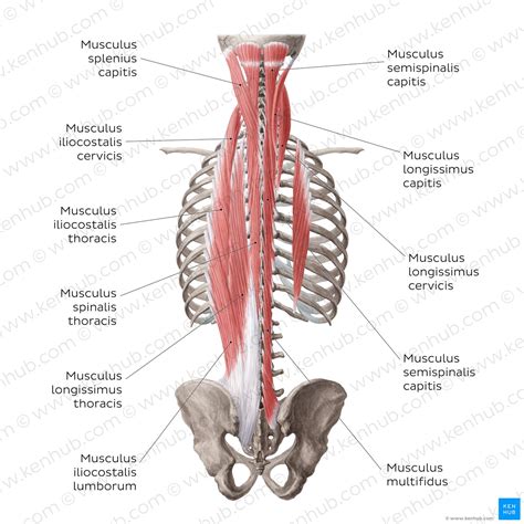 Musculus Iliocostalis Anatomie Funktion Kenhub