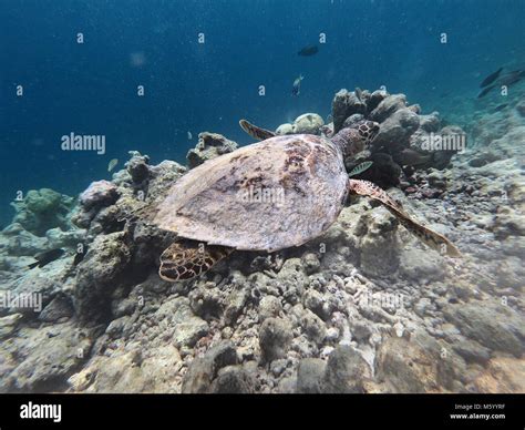 Hawksbill Sea Turtle Eretmochelys Imbricata Critically Endangered Marine Reptile Swimming