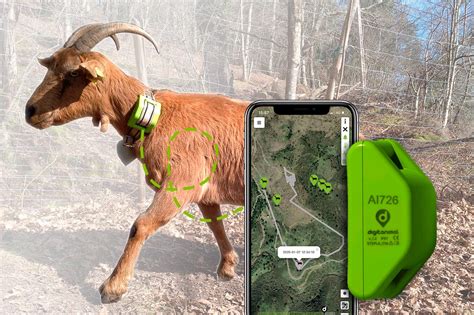 Goat Gps Goat Tracker Tracking And Monitoring Livestock