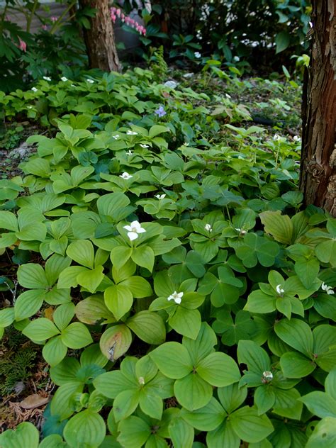 Native Plants Backyard Habitats Backyard Habitats