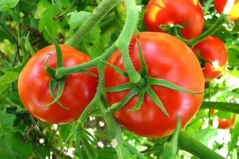 كم تنتج شجرة الطماطم من الثمار ؟