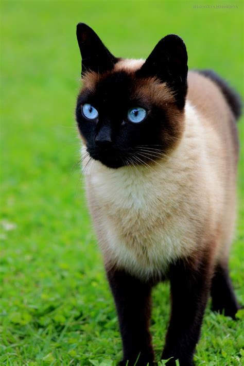 Pretty Siamese Cat British Shorthair