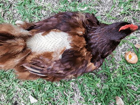 Chickens Losing Feathers 10 Causes You Need To Know