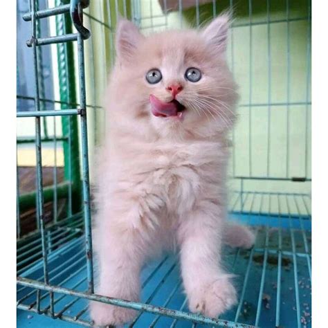 Jual Bulu Cream Kucing Kitten Persia Medium Anggora Kucing Jantan