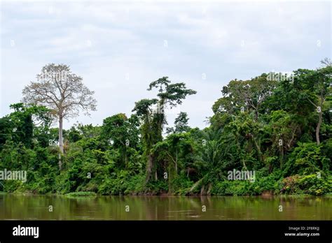 The Congo Basin Rainforest The Second Largest Rainforest In The World