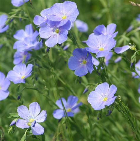 Blue Flax Flax Anita Flowers Plants Colorado Aspen Colorado Plant