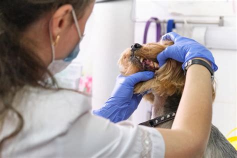 Treatment For Stage 4 Periodontal Disease In Dogs Woodland Animal