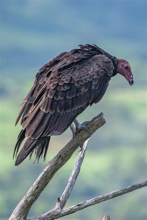 Turkey Vulture In Flight Turkey Vulture Cathartes Aura In Flight