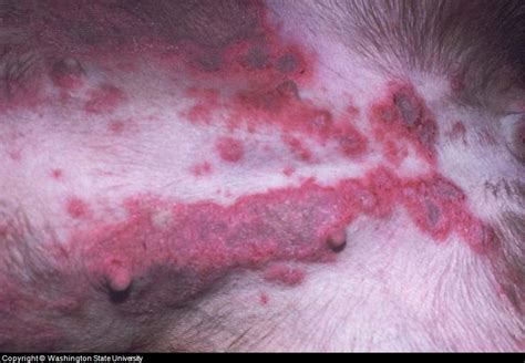 Dog Skin Disorders Symptoms Diagnosis And Treatment
