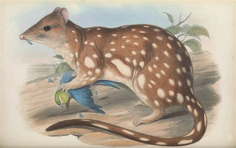 Tiger Quoll Drawing By John Gould Fine Art America