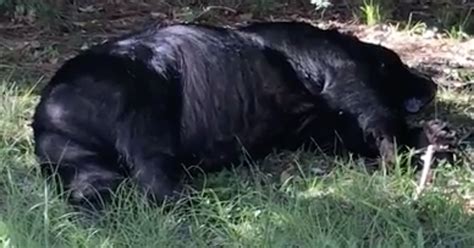 Black Bear Found Dead In Navarre Residents Backyard