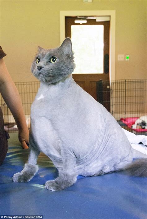 Huge Feline King Leo Bids To Shed Some Of Its 30lb Bulk By Using A
