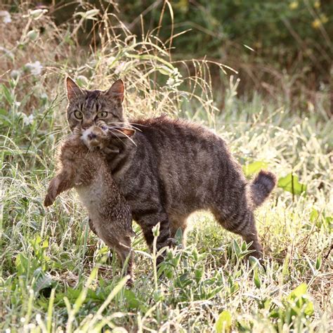Wanderratte im garten wanderratte rattus norvegicus c flickr. Wanderratte Im Garten Schön Massentigerhaltung Wie Katze ...