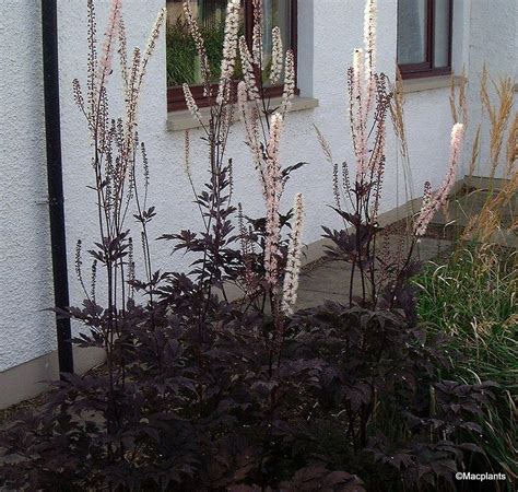 Image Result For Actaea Simplex Brunette Herbaceous Perennials Day