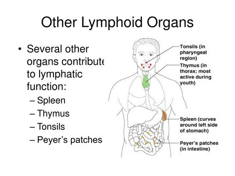 Ppt The Lymphatic System And Body Defenses Powerpoint Presentation