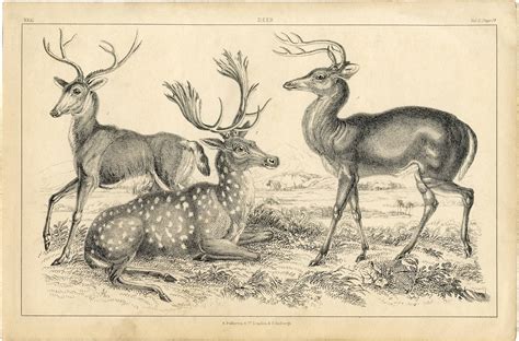 Free fairy art is all over the internet. Free Deer Printable - Natural History - The Graphics Fairy