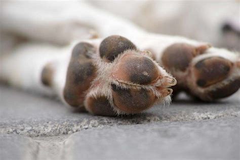 Dog Warts Causes Facts Pictures And How To Get Rid Of Them