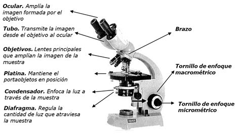 22 Microscopio óptico O De Luz Libretexts Español