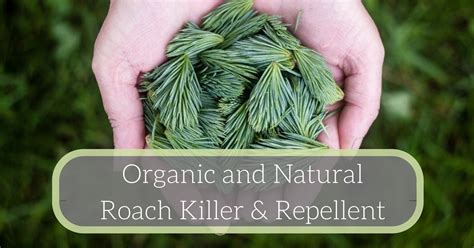 Avoid the effects of pets by this proprietary device will help you to take control of your home, office, patio and any other work areas as well. Organic and Natural Roach Killer and Repellent - Pest ...