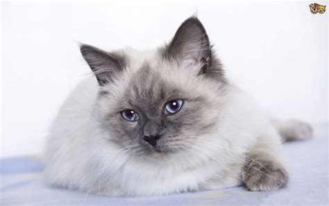 And that can be a great choice for you! The top 8 largest domestic cat breeds | Pets4Homes