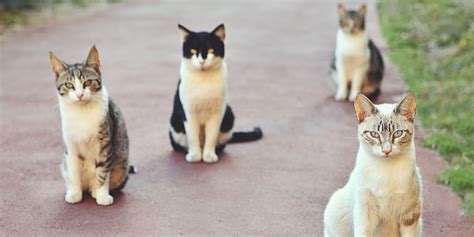 The 9 Friendliest And Nicest Cat Breeds In The World