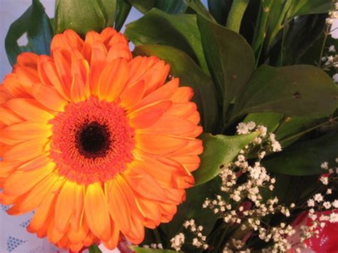 Press your flowers while they're at their most vibrant to preserve the color. How to Dry Flowers With Hairspray | Hunker