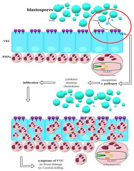 Ijms Special Issue The Dysbiotic Vaginal Microbiome Pathogenesis