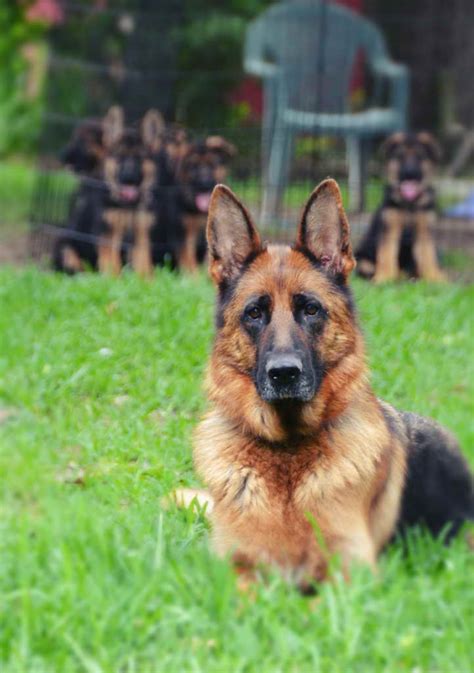 German Shepherd Puppies Austin Tx Petsidi