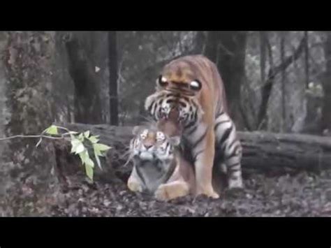 Tiger Mating In India YouTube
