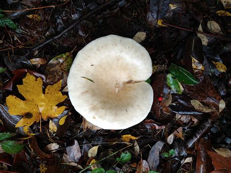 Frog Holler Mushroom Walk Vashon Nature Center