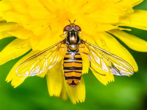 7 Good Garden Insects
