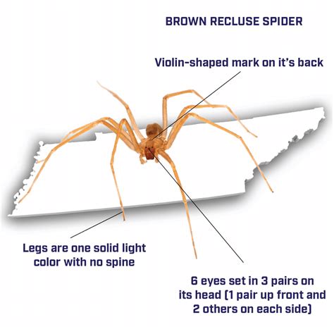 Jk B On Linkedin Brown Recluse Spiders Are Prominent In Middle