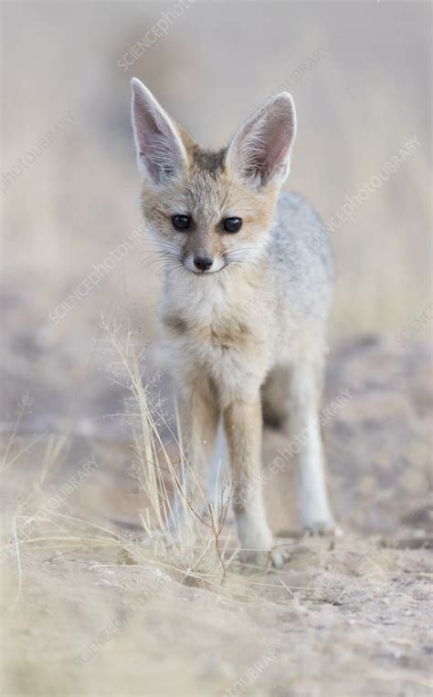 Cape Fox Adult Stock Image C0566768 Science Photo Library
