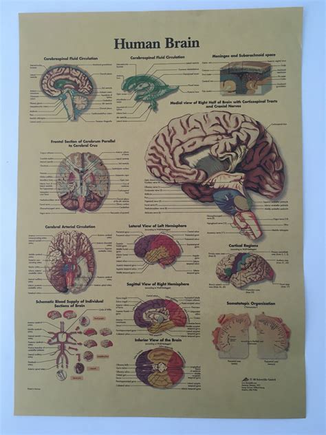 Brain Anatomy Poster Vintage Style Medical Anatomical Chart Of Human