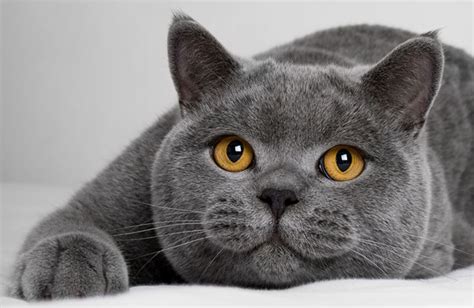 British Shorthair Philippines British Shorthair