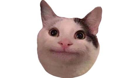 He Looks Very Polite Memes Compilation Polite Cat Meme Youtube