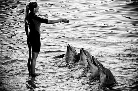Dolphin Trainer Dolphin Trainer Dolphins Dolphins Tattoo