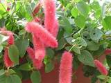 Pictures of Foxtail Flowering Plant