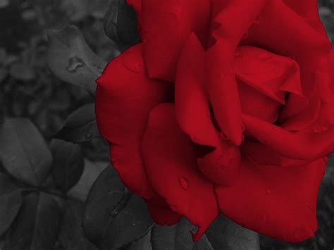 Blood Red Rose By Macswake On Deviantart