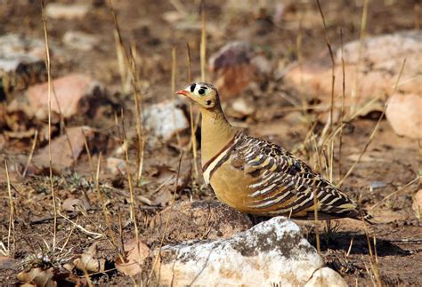 The Sandgrouse Has A Trick Up Its Belly Roundglass Sustain