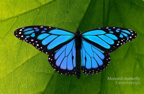 Blue Monarch Butterfly Blue Monarch Butterfly Images Reverse Search